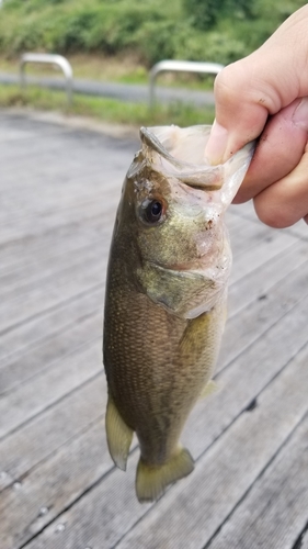 ブラックバスの釣果