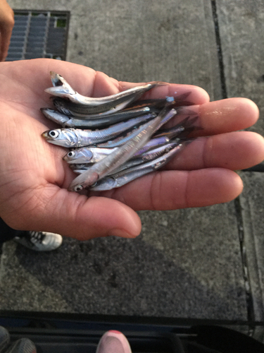 カタクチイワシの釣果