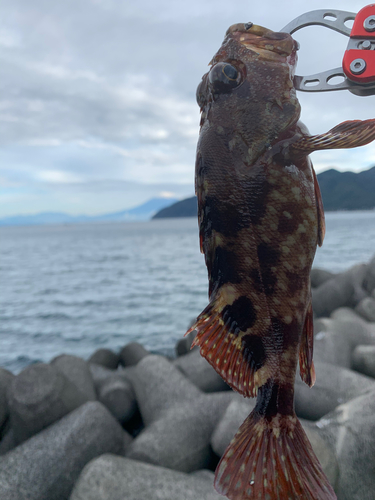 カサゴの釣果