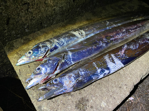 タチウオの釣果