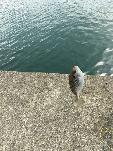 アイゴの釣果