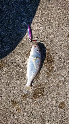 イシモチの釣果