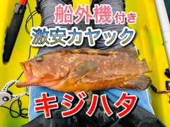 キジハタの釣果