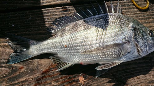 チヌの釣果