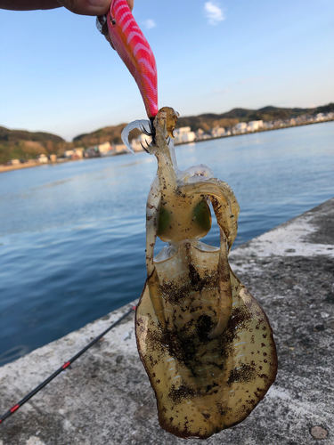 アオリイカの釣果