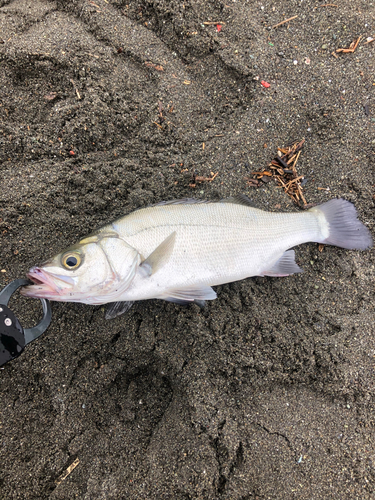 セイゴ（ヒラスズキ）の釣果