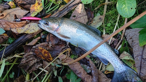 ニジマスの釣果