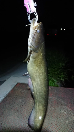 ナマズの釣果