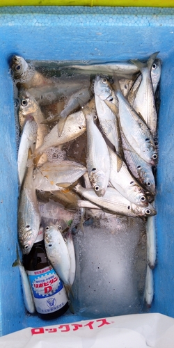 コノシロの釣果