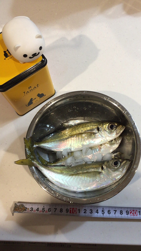 アジの釣果