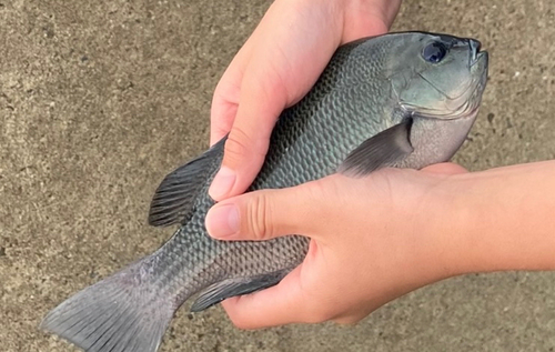 グレの釣果