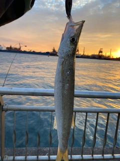 カマスの釣果