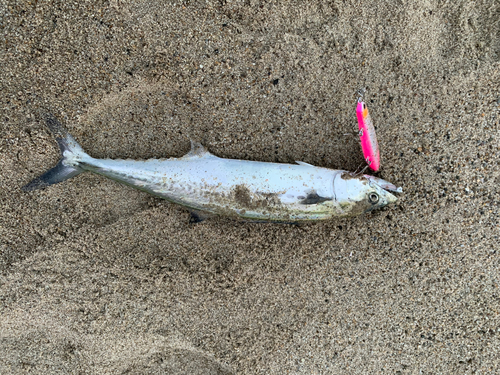 サゴシの釣果