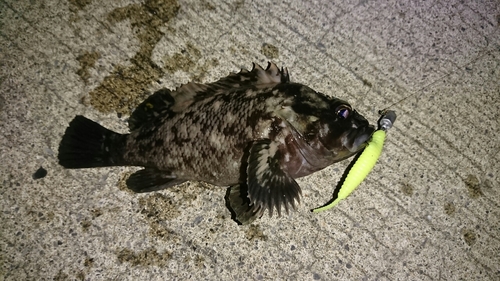 オウゴンムラソイの釣果