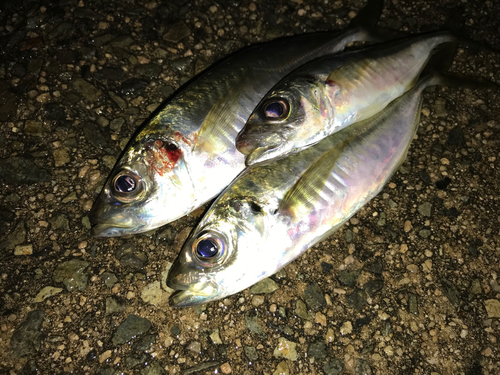 アジの釣果