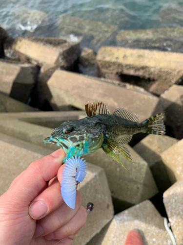 アナハゼの釣果