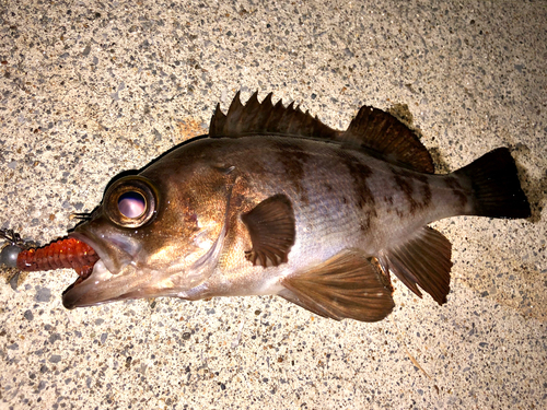 メバルの釣果