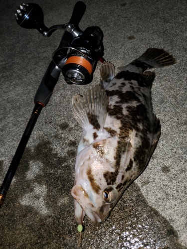 ベッコウゾイの釣果