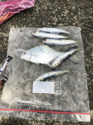 コバンアジの釣果