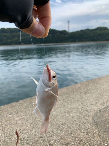 チャリコの釣果