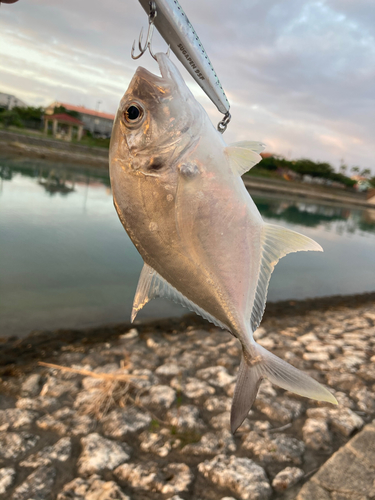 ロウニンアジの釣果