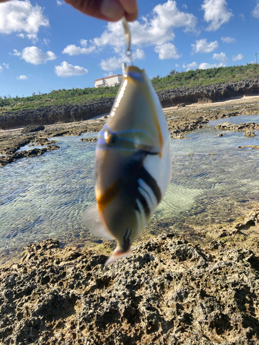 ムラサメモンガラの釣果