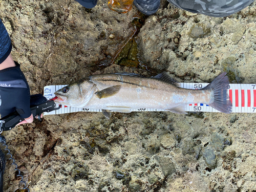 スズキの釣果