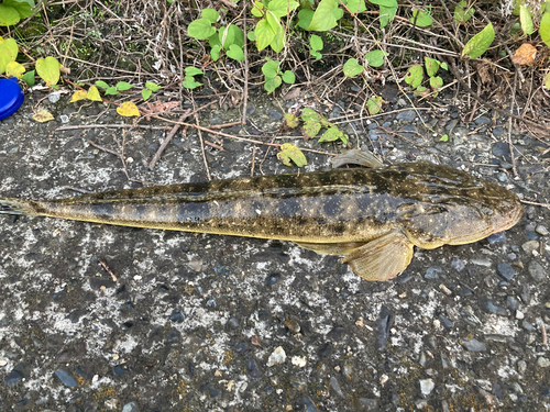 マゴチの釣果