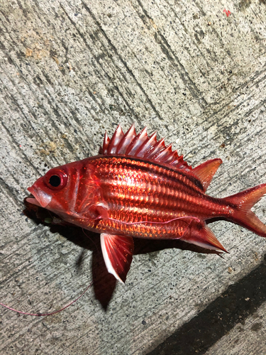 アヤメエビスの釣果