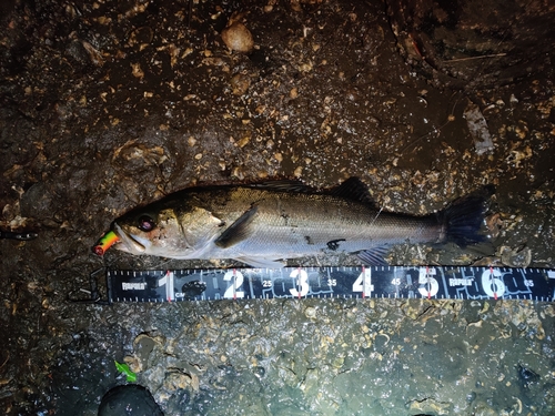 シーバスの釣果