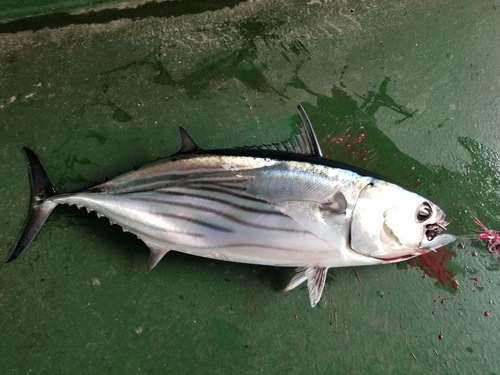 カツオの釣果