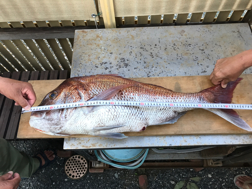 マダイの釣果