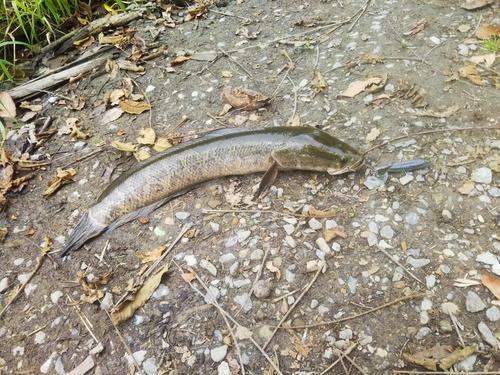 ライギョの釣果