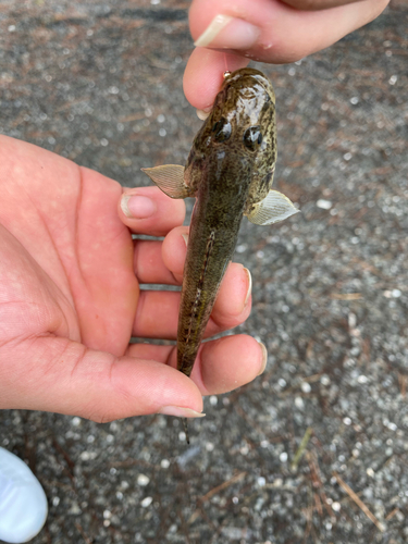 ハゼの釣果