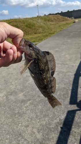 アブラコの釣果