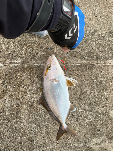 ショゴの釣果