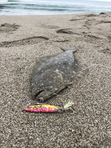 ソゲの釣果