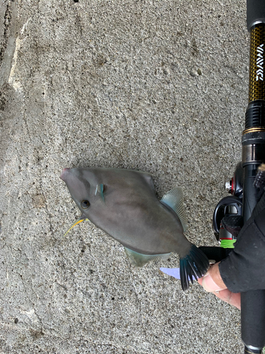 ウマヅラハギの釣果