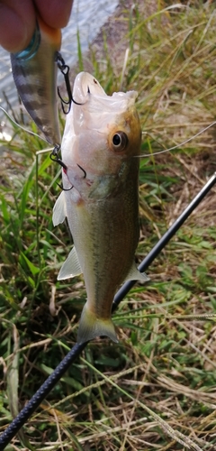 ブラックバスの釣果