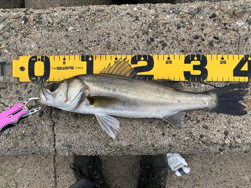 シーバスの釣果