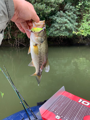 ラージマウスバスの釣果