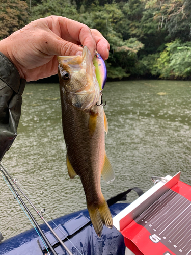 ラージマウスバスの釣果