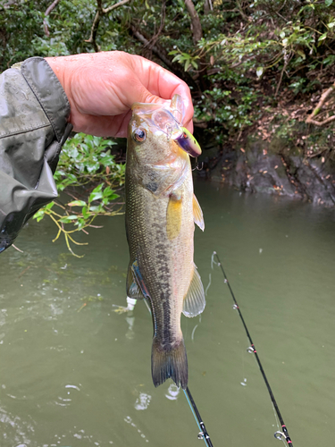 ラージマウスバスの釣果