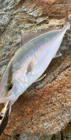 ショゴの釣果