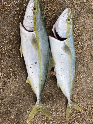 イナダの釣果