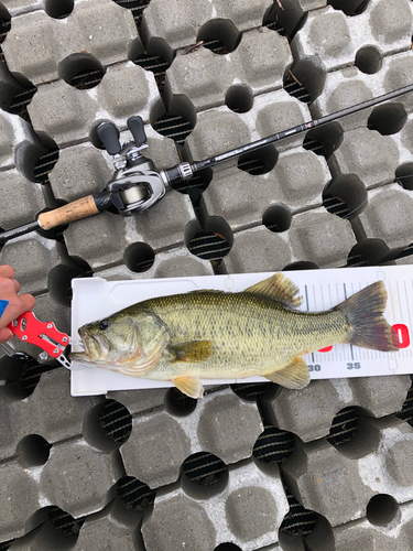 ブラックバスの釣果