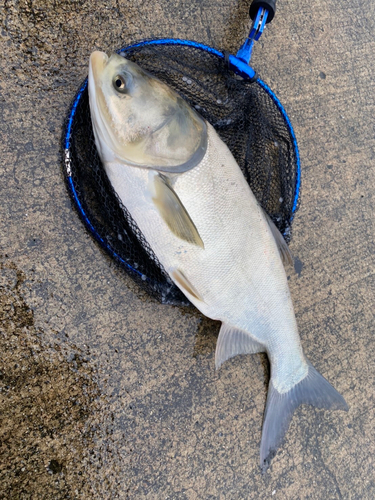 ハクレンの釣果