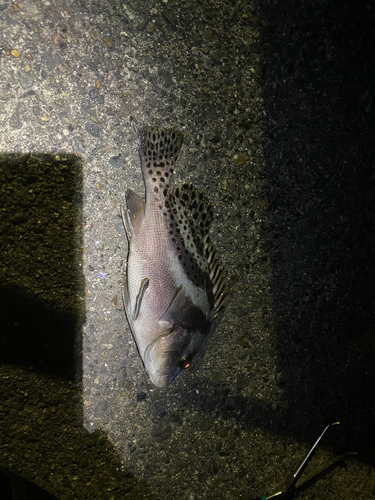 コショウダイの釣果