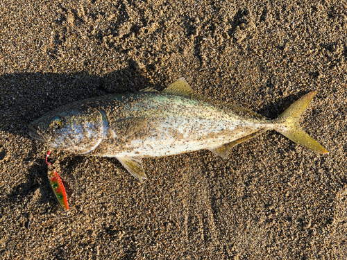 ワカシの釣果