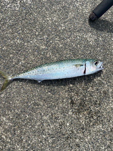 サバの釣果